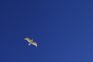 Seagull hover in blue sky