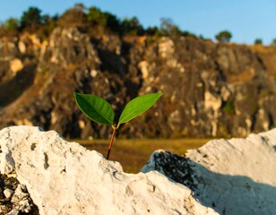 Small sprout emerging from rock face