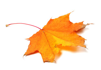 Autumn maple leaf
