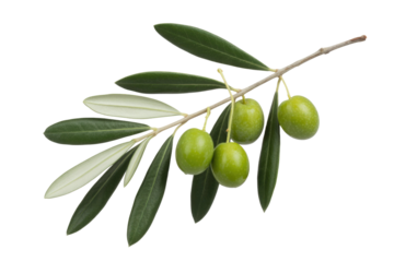 A branch of olive tree with green olives and leaves isolated on a transparent background. background removed