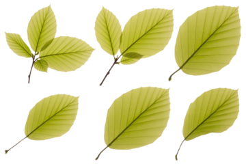 Collection of six pale yellow beech leaves isolated on a transparent background, showcasing their delicate veins and shape. background removed
