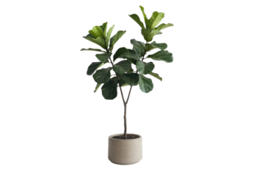 A potted fiddle leaf fig plant with vibrant green leaves, isolated on a transparent background. background removed