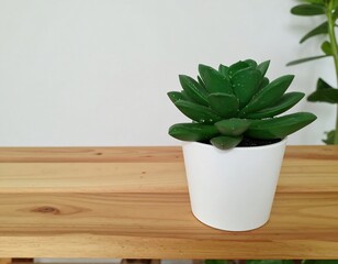 Small succulent in white pot on wooden shelf