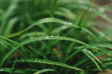 Grass blades catching fresh dew drops in morning