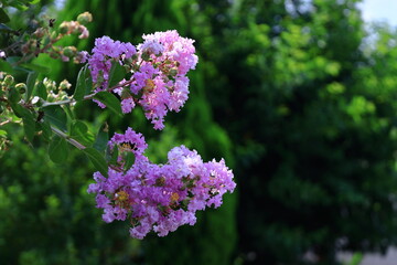 真夏の青空に映える
