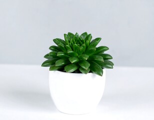Small succulent plant in white pot