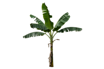 Isolated banana tree with torn leaves, against a transparent background.  Perfect for tropical designs. background removed
