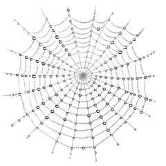 Obraz premium Intricate Spiderweb Design on Transparent Background