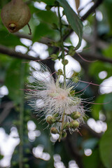Barringtonia racemosa, or common putat, showing clusters of blooming flowers, a multipurpose tree cultivated for food, medicine, and urban landscaping.