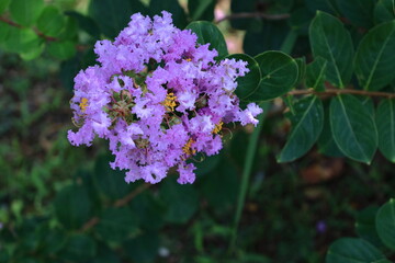 真夏の青空に映える