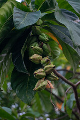Fresh fruits of Barringtonia racemosa dangling from branches, a versatile powder-puff tree used for culinary, medicinal, and ornamental roadside purposes.