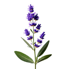 Obraz premium Delicate lavender sprigs on a transparent background.