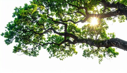 Curved tree branch with lush green leaves on white background, isolated view