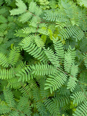 Relaxing view of natural greenery of tropical foliage plant