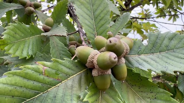 日本の秋の映像　木に実ったばかりの緑色のドングリ　クローズアップショット