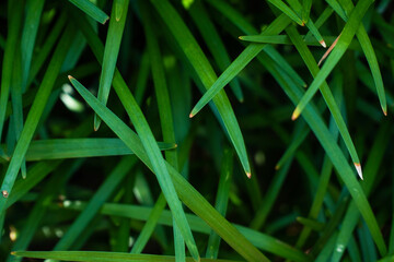 Vibrant green blades of lush foliage create a dynamic, natural abstract pattern, showcasing the intricate beauty of plant life in a detailed close-up botanical view
