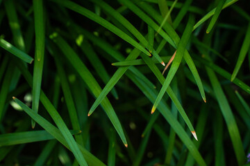Close-up of Lush Green Grass Blades Nature's Delicate Textures and Vibrant Colors