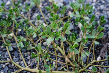 Purslane or Portulaca oleracea branch green leaves