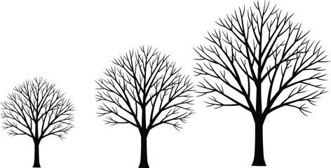 Fototapeta premium Bare Tree Branches Silhouette Against White Background
