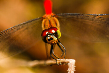 Macro View of a Colorful Dragonfly Perched on a Twig Eye Level Perspective