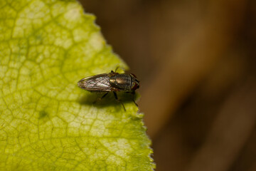 Detailed macro photography captures a tiny, iridescent fly resting on the edge of a textured green leaf in its natural habitat