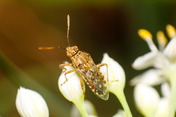 Tiny bug on a white flower a macro shot of a beautiful insect