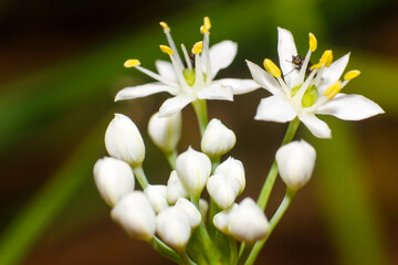Delicate White Flowers in Bloom A Close-Up View of Nature's Beauty