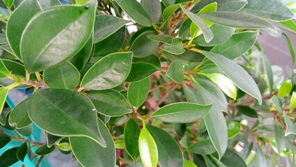 green leaves in the garden