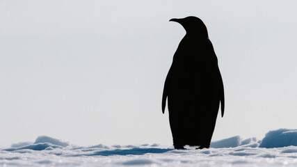 Fototapeta premium Penguin silhouette; a penguin standing in the snow and ice