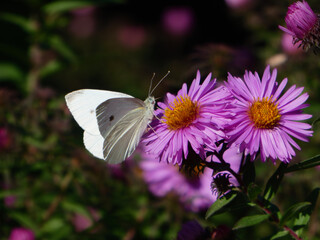 White Butterfly Alighting on a Purple Daisy Flower.