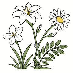 gardenia daisy hardy on a white background