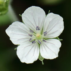 Obraz premium Japanese Geranium – Simplicity in White