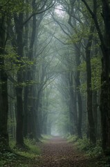 Gerader Waldweg im Nebel zwischen hohen Stämmen und dichtem Blätterdach bei sanftem Morgenlicht