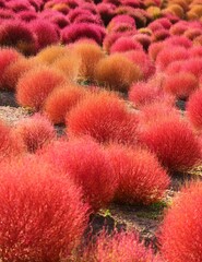 Autumn Kochia Turning Colors 秋に色づくコキアの風景