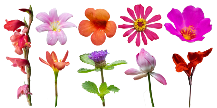 Vibrant tropical flower PNG set with isolated exotic blooms in red, pink, orange, and purple tones. Perfect for modern design, branding, digital art, wedding invites, floral graphics, and crafts.