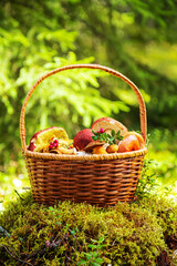 Wicker basket full of edible mushrooms in sunny forest. Mushroom picking.