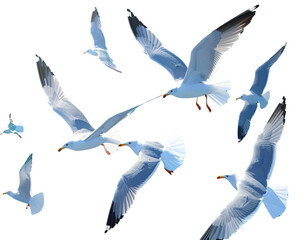 Fototapeta premium Flock of Seagulls Flying Over Ocean Breeze Isolated on Transparent Background PNG