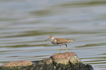 Wood Sandpiper Bird Standing on Rock in Natural Wetland Habitat, Wildlife Stock Photo