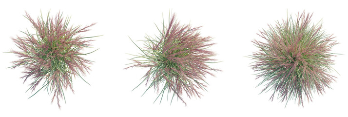Obraz premium Aristida Purpurea Tree plan top view cutout transparent isolate