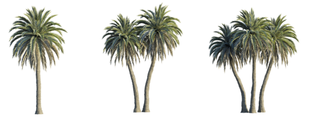 Phoenix Canariensis Tree 4k cutout transparent background