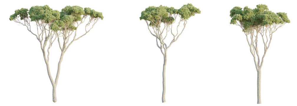 Stone pine Tree 4k cutout transparent background