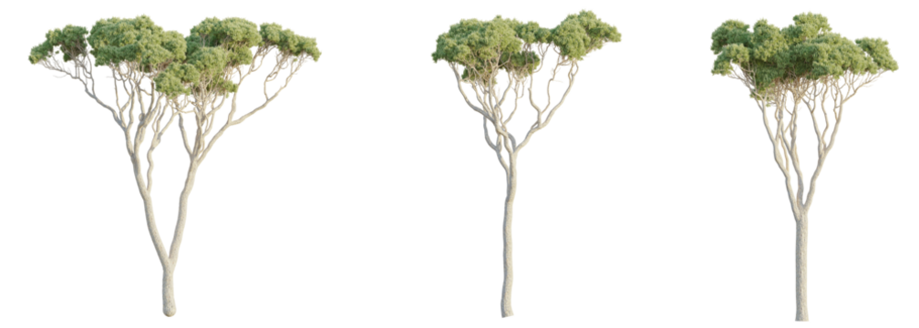 Stone pine Tree 4k cutout transparent background