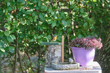 robin in the garden