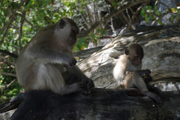 Macaque mother and son