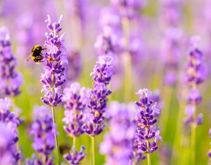 Obraz premium Vibrant lavender field with a bee (1)