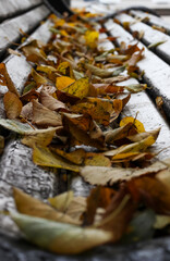 Fallen autumn leaves on a white wooden park bench on a cloudy autumn day. A wooden bench outdoors on an autumn day covered with fallen leaves. Blurred background.