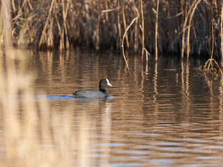 A coot paddles across a tranquil pond reflecting the sunlight. Surrounding tall brown reeds sway gently in the breeze, creating a serene atmosphere.