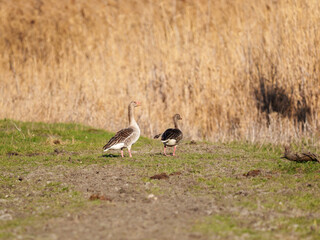 Two geese are seen walking on a green patch of land next to tall dry grass. The scene captures a calm moment in nature on a sunny day, showcasing wildlife.