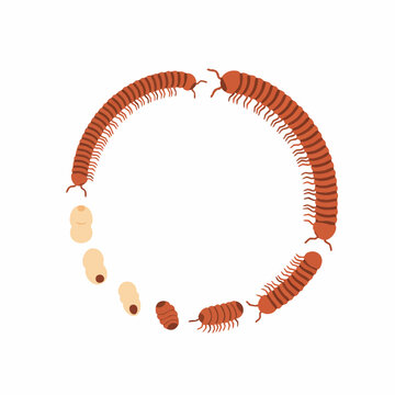 millipede life cycle in a circle clip art preview