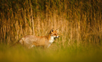 Red fox standing alert on green grass in a meadow